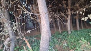 Новая дорога. Буераки и поля. Что это было? Белка? 9.10.2025 #1