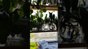 Мои фаленопсисы. Обзор растений. Часть 2.