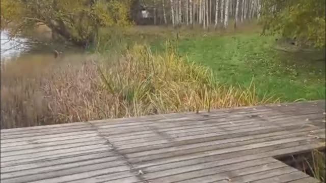 Замечательное место для отдыха и рыбалки. Нашел катамаран в кустах.