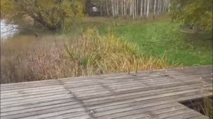 Природа. Замечательное место для отдыха и рыбалки. Нашел катамаран в кустах.
