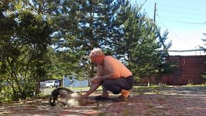 Как расчесать собаку в жаркую погоду