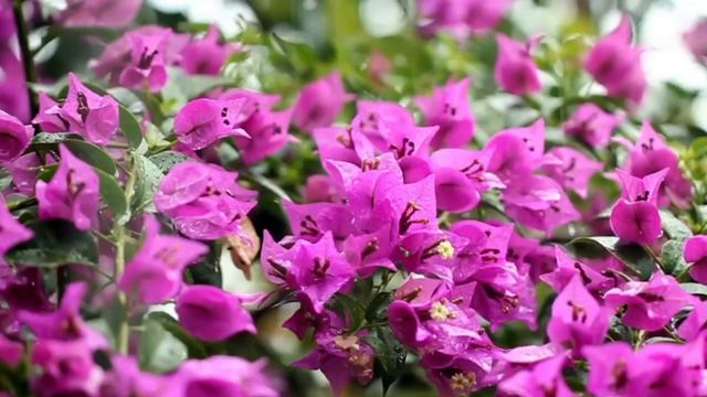 Звук дождя и грома: медитация и релаксация в одном
