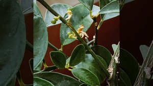 Кумкват Обовата плоды,завязи.Трудяга