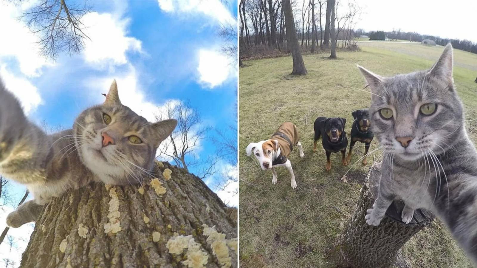 СМЕШНЫЕ КОТЫ И СОБАКИ | ЛУЧШИЕ ПРИКОЛЫ С КОТАМИ, КОШКИ, ЖИВОТНЫЕ