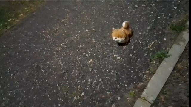 ВЕНДА СЛОМАЛА ЛАПКУ?! ОНА УПАЛА! котёнок в опасности! 2 серия