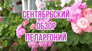 Сентябрьский обзор пеларгоний. Выпуск от 25.09.25
