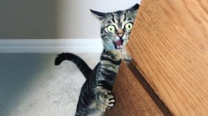 Cats Being Silly Will Make Your Day