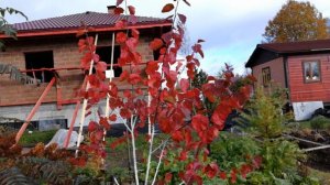 Золотая осень  прогулка по саду 2025 год