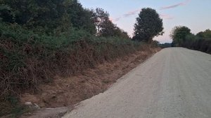 Ощущения от деревьев. Быстрый закат и сумерки. Роки и Кира спешат на помощь! 9.19.2025 #2