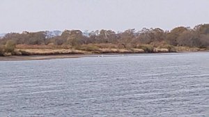 Три цапли на противоположном берегу.