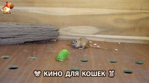 Видео для кошек про крысок развлекать питомцев 🐭🐀😂 (341)