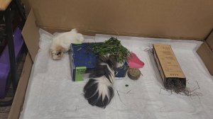 Сытая жизнь морских свинок Улли и Пулли 😋