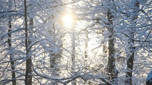 В поисках пропавшей под Красноярском семьи обследовано более 5 тыс. км тайги