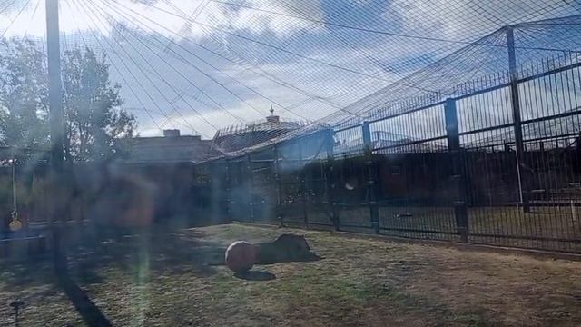 KUZQ0539 Шархан 11.10.2025 Видео от Ивана