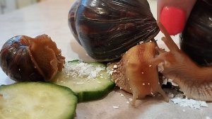 стоит ли содержать дома улиток ахатин