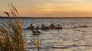 Золотой закат в Приморске август 2025