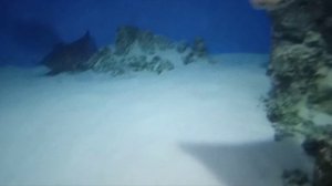 Москвариум