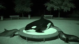 МОЯ КАМЕРА ЗАСНЯЛА МОРСКИХ ЖИВОТНЫХ В УЧАСТКЕ КОТОРЫЕ ПРЫГАЮТ НА БАТУТАХ !!! Я В ШОКЕ