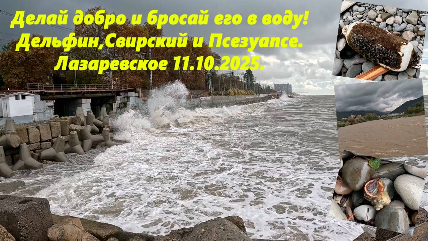 Делай добро и бросай его вводу! Дельфин, Свиррский и Псезуапсе! Лазаревское 11.10.25. Буну смывает.