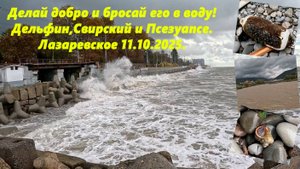 Делай добро и бросай его вводу! Дельфин, Свиррский и Псезуапсе! Лазаревское 11.10.25. Буну смывает.