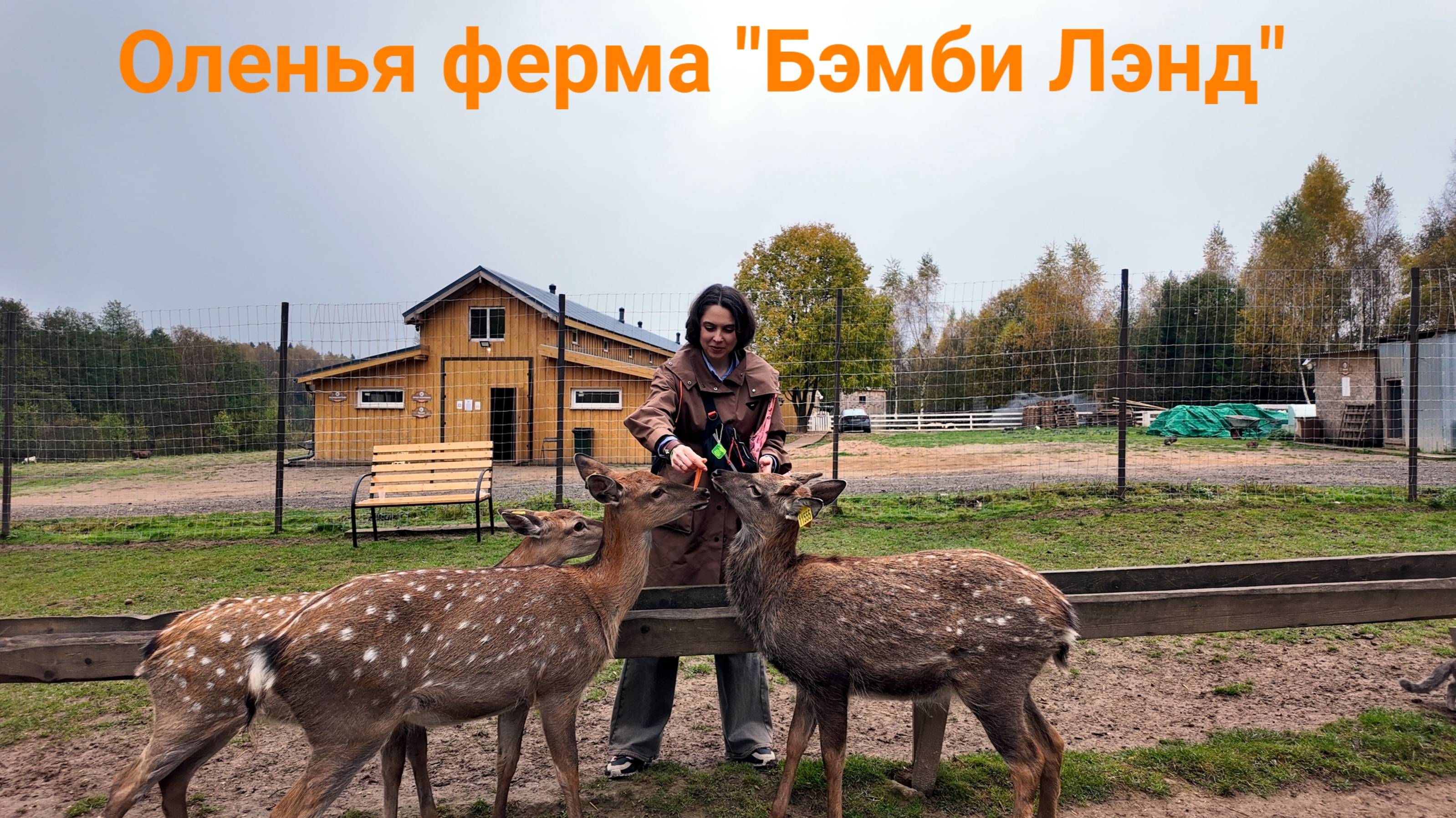 Оленья ферма Бэмби Лэнд  08.10.2025 #оленьяферма #БэмбиЛэнд #кролик #олень #енот #коза #животные