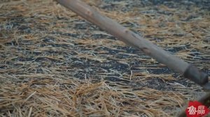 Метод извлечения масла. Весь процесс производства пищевого масла в древности