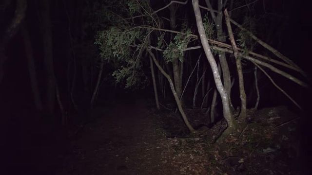 Ночная прогулка по лесу Аокигахара (без розыгрышей, не страшно)