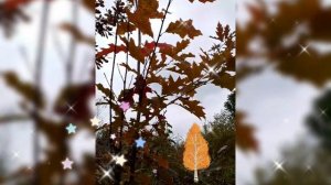 🍂 КРАСНОЛИСТНЫЙ ДУБ, ОБЫКНОВЕННЫЙ ДУБ 🍂 9 ОКТЯБРЯ 2025 г.🍂