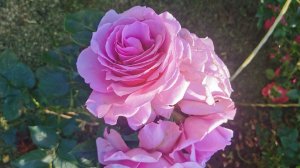 Кто радует в аномальную жару? Покажу как выглядят розы и клематисы 14.07.2025