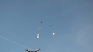 БК торцовые голуби Регулярного Василия Ильича Февраль 2020 рутуб2