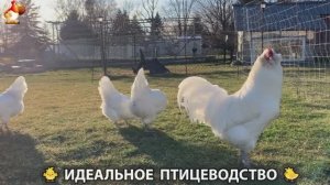 Идеальное птицеводство достойно восхищения 🐓🦆🦢🦚🦃🐔 эпизод (366)