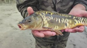 КОРОНАВИРУС 3. РЫБАЛКА НА ДОНУ.