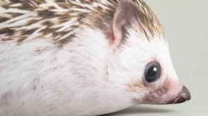 гусь следит за мной!!