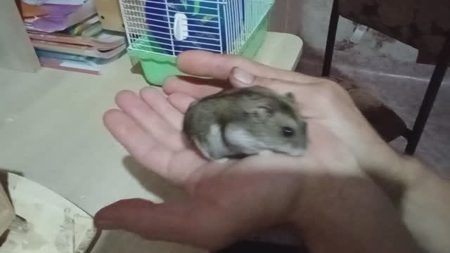 хомяки джунгарские содержание, кормление повадки