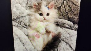 Попрыгунья стрекоза с туманного Альбиона и милашки котики #страничканадежды #котики #путешествия