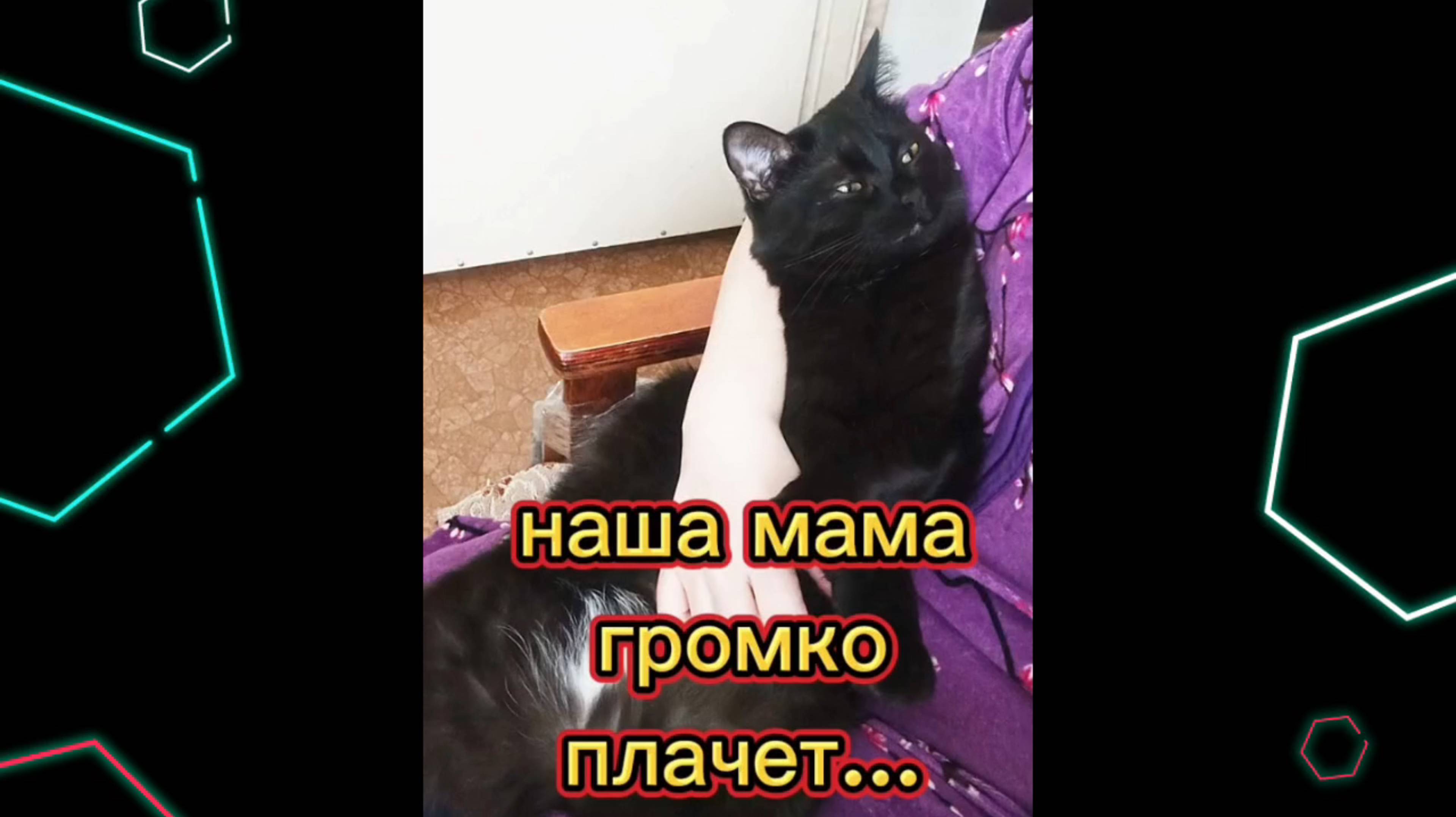Кошки с озвучкой.