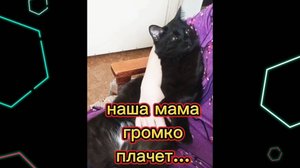 Кошки с озвучкой.