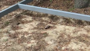 Содержание черных белок в вольере.И много-много орехов