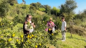 Сезон мандариновых туров начался в Азербайджане. Туристы едут на юг страны в цитрусовые сады