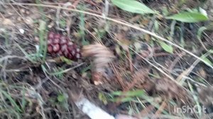 в лес 🌲 за грибами, идëм в разведку