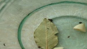 Огурчики в заливке