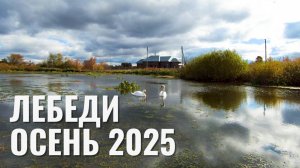 Лебеди | Татарстан | Осень 2025г.