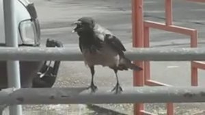 Ворона голосит.