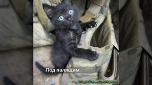 "Котята СВО"
Новая песня.
автор Наиль Гафаров