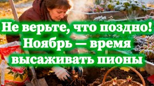 Высаживаем пионы в ноябре: это реально работает!