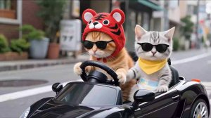 Котики и машинка