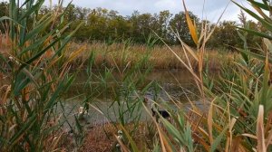 молодой выжлец