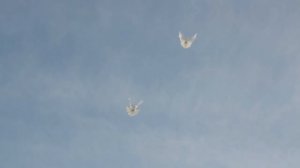 Голуби. БК торцовые голуби Регулярного Василия Ильича март 2018 рутуб 4