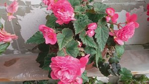 Бегония Мэлон Лэйс (Begonia Melon Lays)