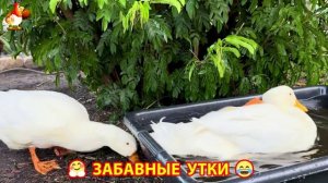 Забавные утки мускусные и пекинские на свободном выгуле со своими друзьями ч.(251) ❣️🤗😂